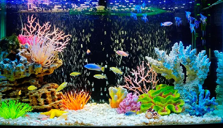 Почему мутнеет вода в аквариуме и как с этим бороться?